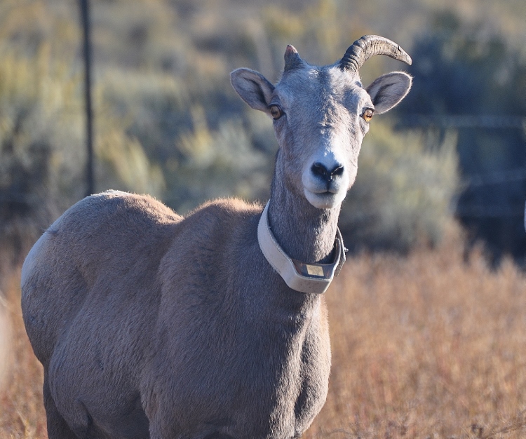 pronghorn